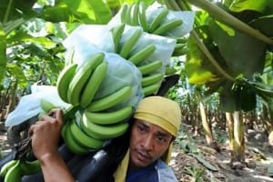Dole banana-plantation